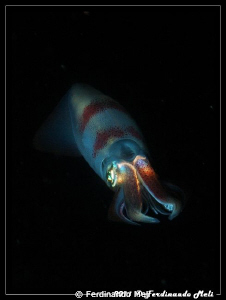 A very fast squid escape in the night. by Ferdinando Meli 